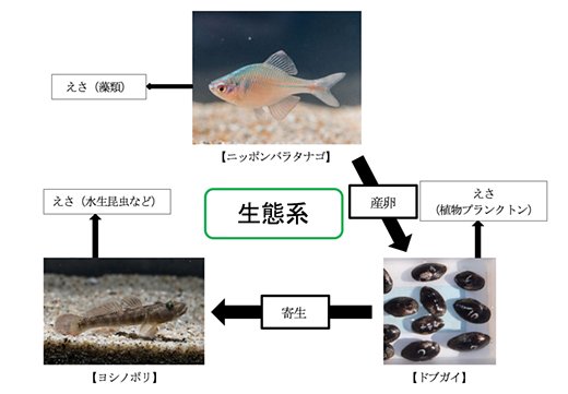 ニッポンバラタナゴの生態系