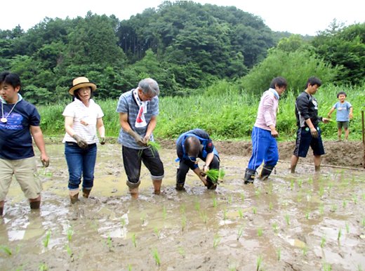 田植え体験